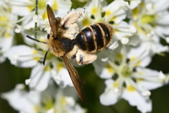 Andrena astragali