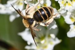 Andrena astragali