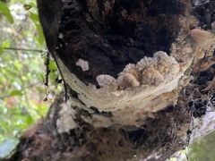 Phlebia nothofagi