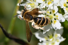 Andrena astragali