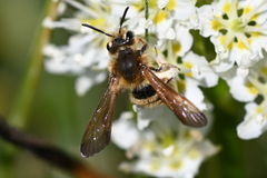 Andrena astragali