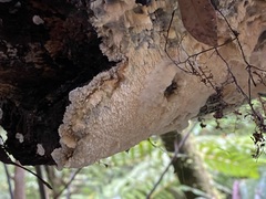 Phlebia nothofagi