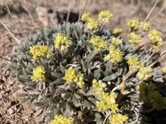 Eriogonum lachnogynum