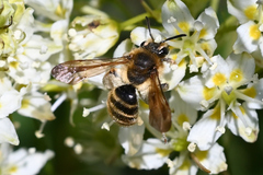 Andrena astragali
