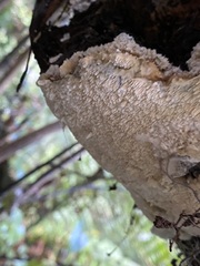 Phlebia nothofagi