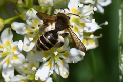 Andrena astragali