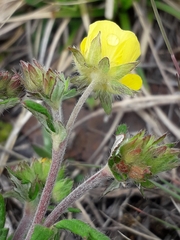 Potentilla arenosa