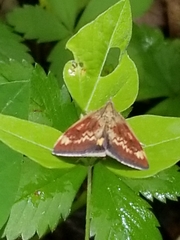 Pyrausta homonymalis