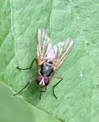 Cholomyia