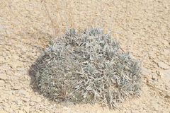 Eriogonum havardii
