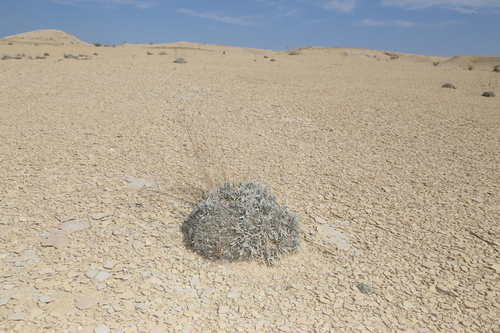 Image of Oreocarya crassipes by (c) Reid Hardin, some rights reserved (CC BY)