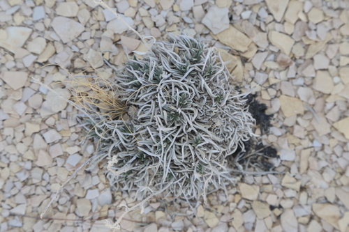 Image of Oreocarya crassipes by (c) Reid Hardin, some rights reserved (CC BY)