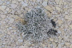 Eriogonum havardii