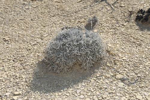 Image of Oreocarya crassipes by (c) Reid Hardin, some rights reserved (CC BY)