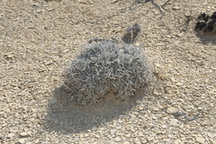 Eriogonum havardii