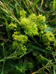 Alchemilla glabra