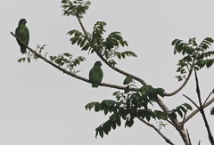 Amazona agilis