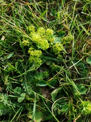 Alchemilla glabra
