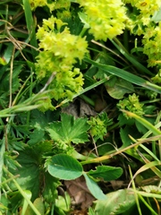 Alchemilla glabra