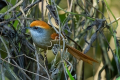 Synallaxis ruficapilla