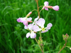 Raphanus sativus