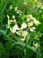 Raphanus sativus