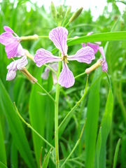Raphanus sativus