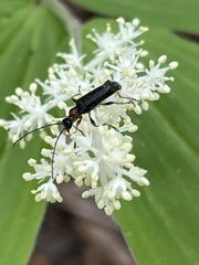 Pidonia ruficollis