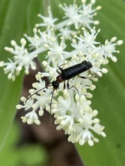 Pidonia ruficollis