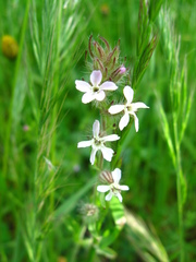Silene gallica