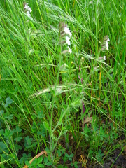 Silene gallica