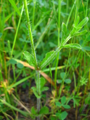 Silene gallica