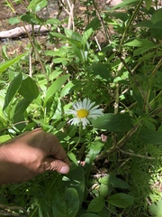 Erigeron coulteri
