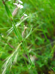 Silene gallica