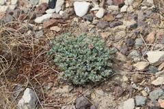 Euphorbia jejuna