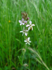 Silene gallica