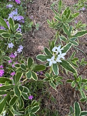 Daphne × burkwoodii