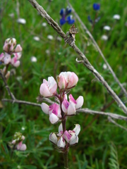Lupinus