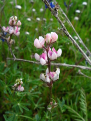 Lupinus