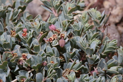 Euphorbia jejuna