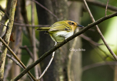 Poecilotriccus plumbeiceps