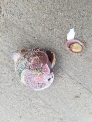 Crepidula norrisiarum