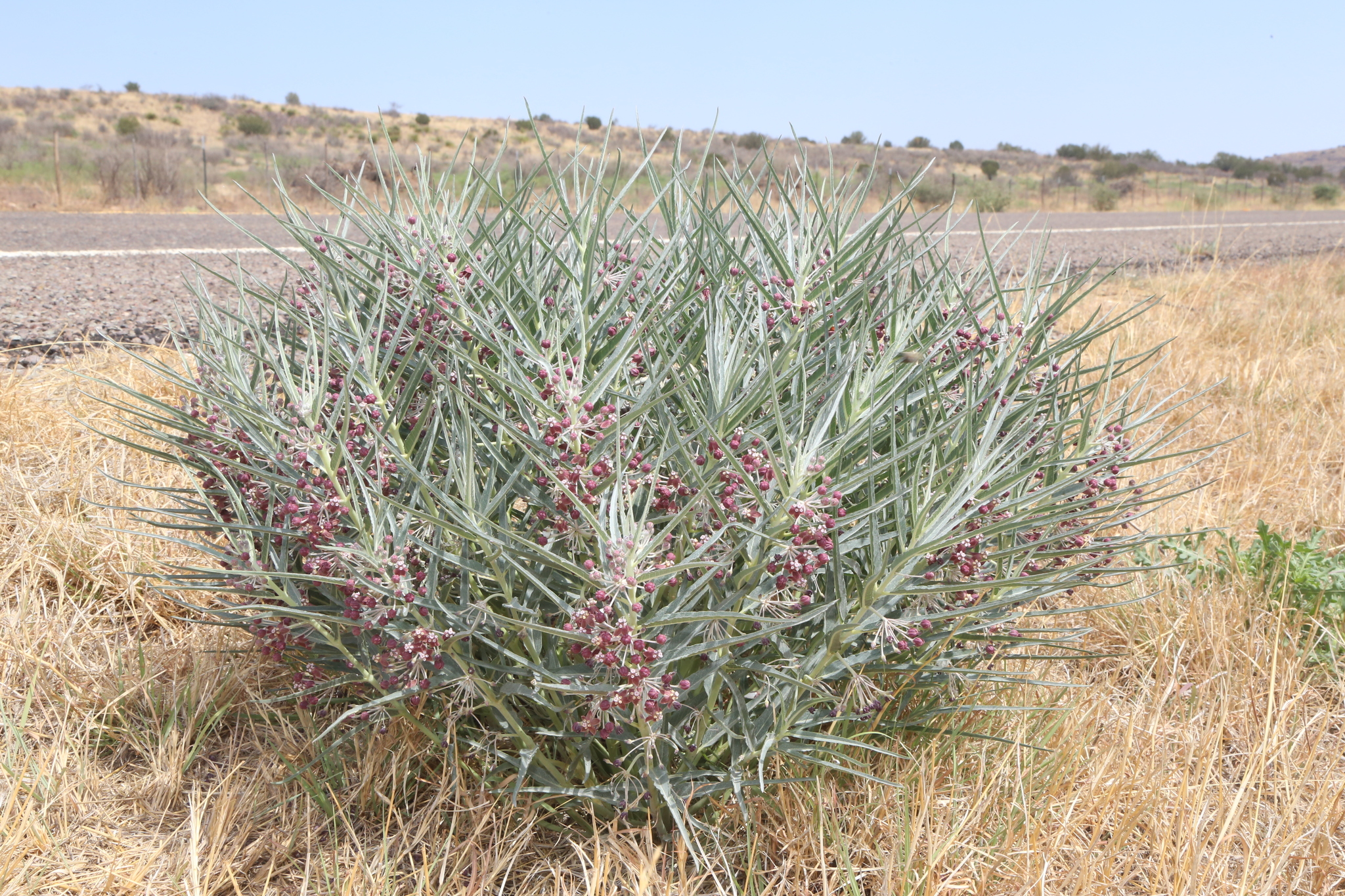 Asclepias brachystephana