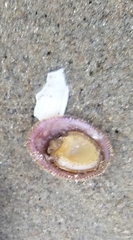 Crepidula norrisiarum