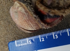 Crepidula norrisiarum