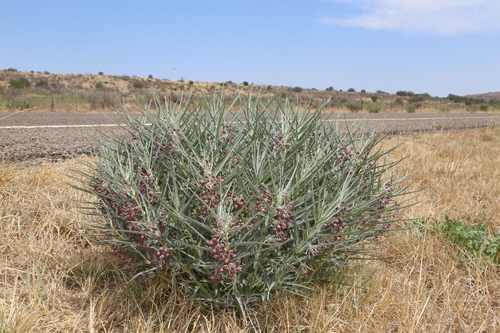 Bract milkweed (Asclepias brachystephana)