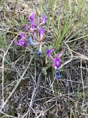 Astragalus missouriensis mimetes