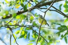 Myiornis auricularis