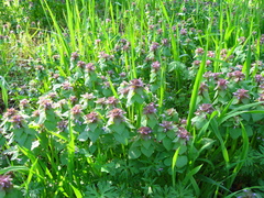 Lamium purpureum