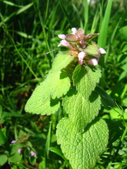 Lamium purpureum
